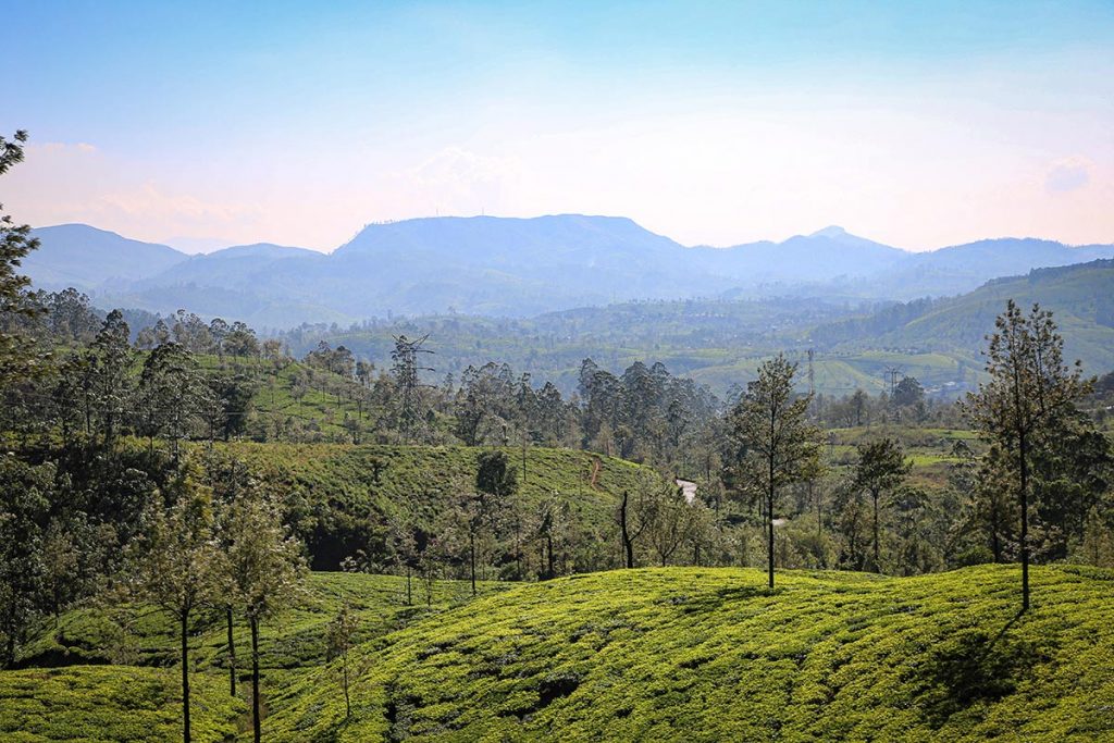 tea sri lanka