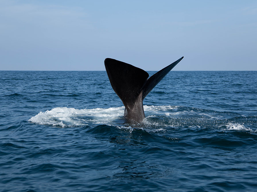 Aperçu d'une baleine