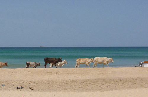 Troupeau de vacges promenant sur la plage de Nilaveli au Sri Lanka