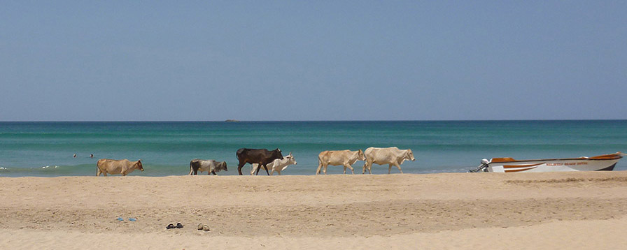 Cows on Nilaveli beach, Sri Lanka