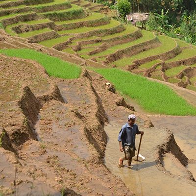 Rice terraces in the Knuckles Mountain Range Sri Lanka