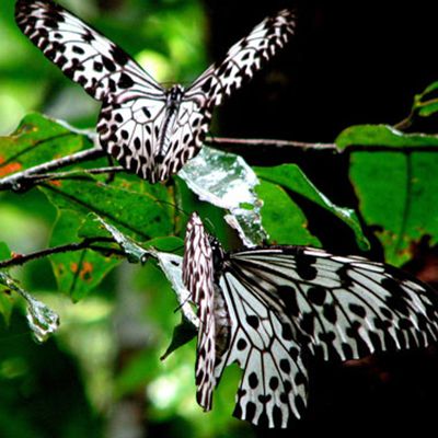Butterfly in Sinharaja Forest, Sri Lanka