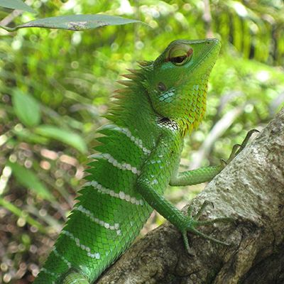Green lizard in Sinharaja Forest, Sri Lanka