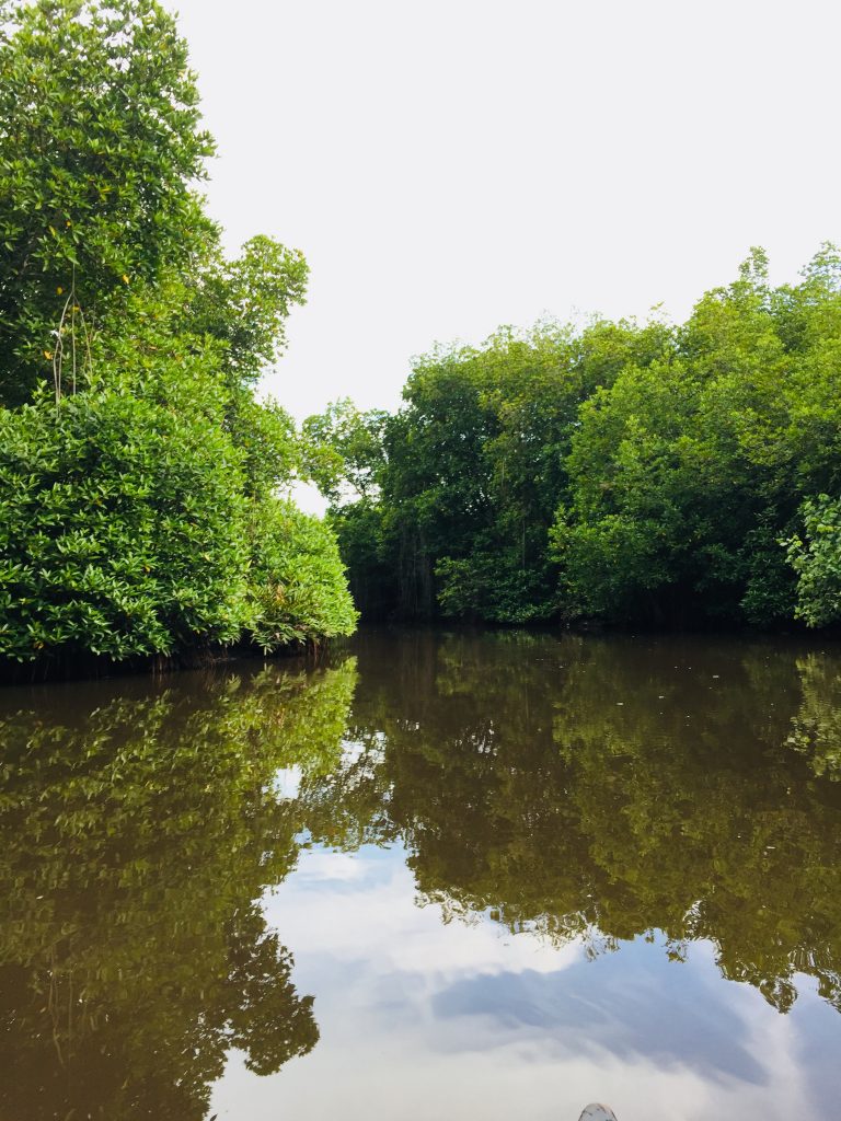 Canoeing trip through the mangroves in Unawatuna