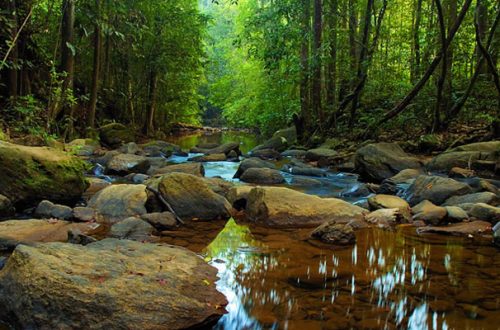Together we can protect Sri Lanka’s Sinharaja Primeval  Forest