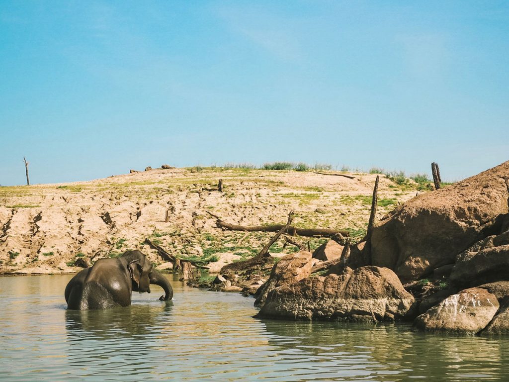 Elephant Gal Oya National Park