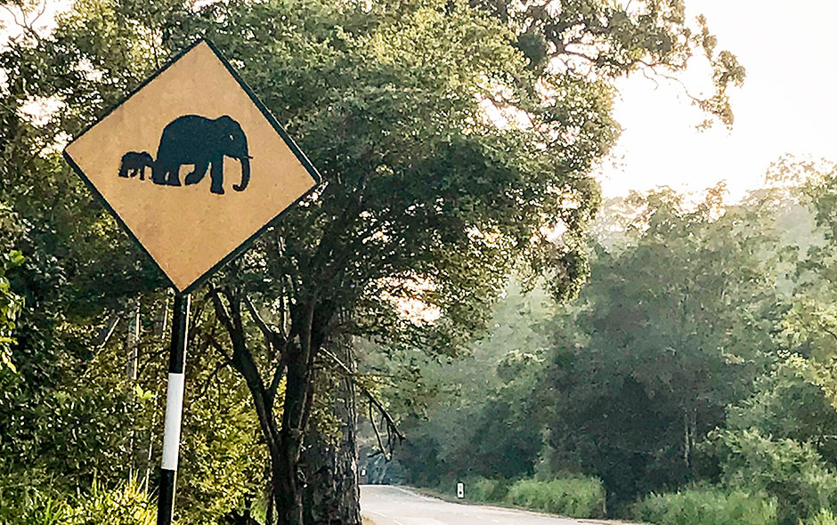 panneau route elephant sri lanka