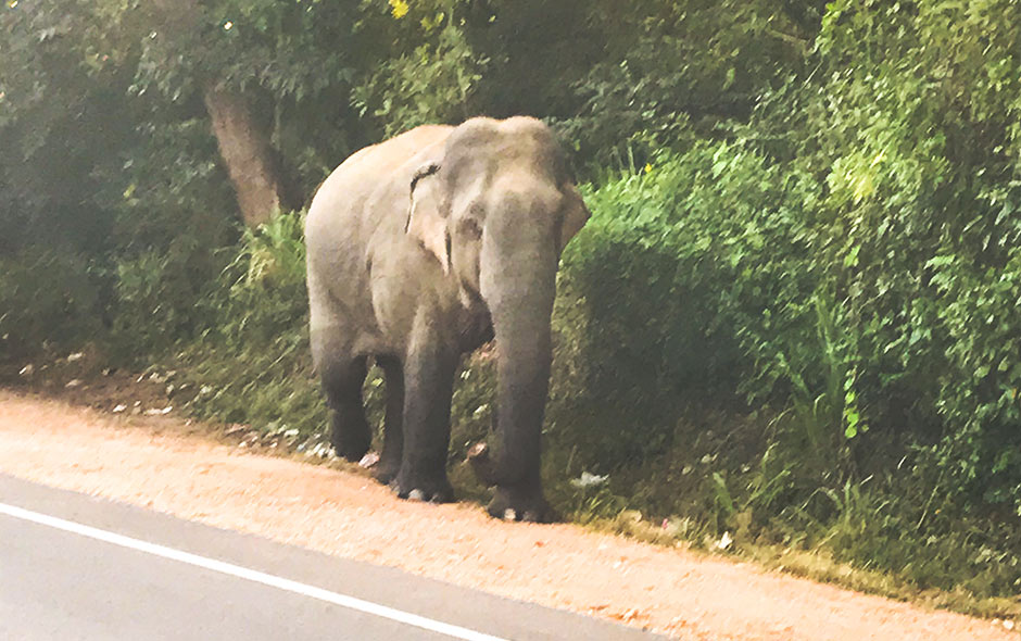 elephant sri lanka route