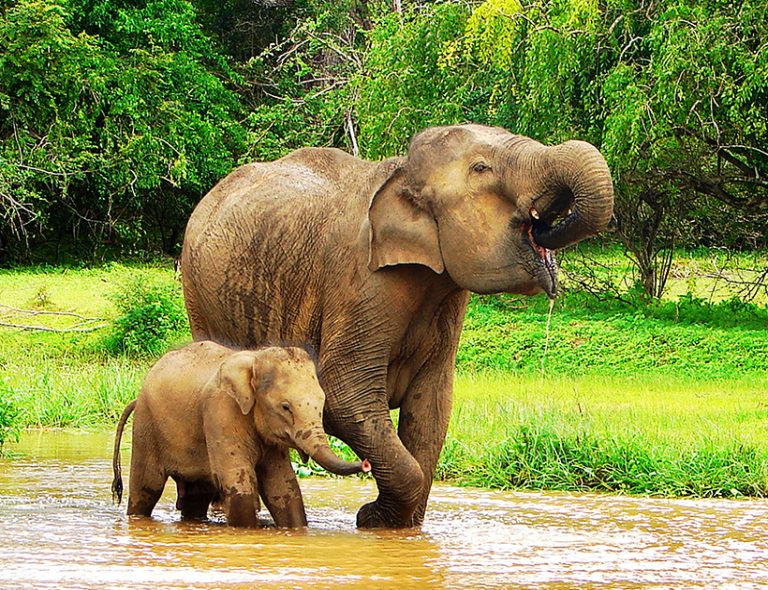 Elephant bathing Sri Lanka