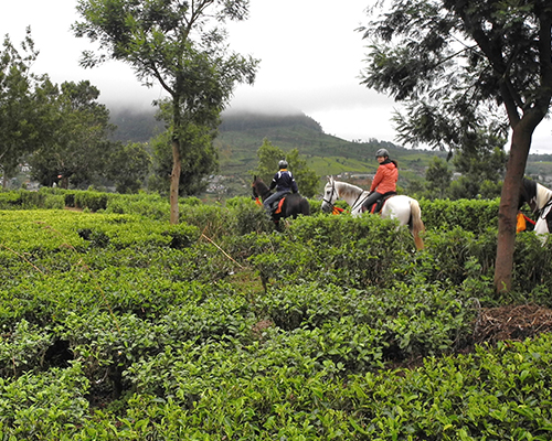 Horse riding tea plantations Sri Lanka