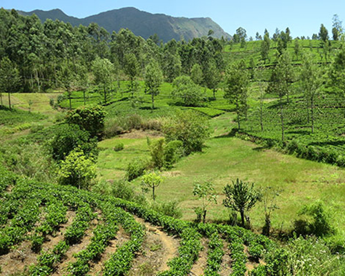 Tea plantation Newara Eliya Sri Lanka