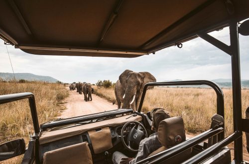 Que Faire Au Sri Lanka: Notre Guide Ultime Pour Un Safari au Sri Lanka