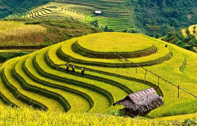 Randonnée dans les montagnes de Sapa