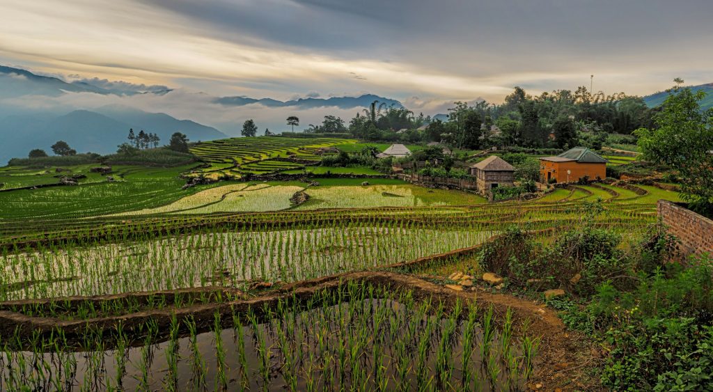 Rizières en Terrasses à Sapa