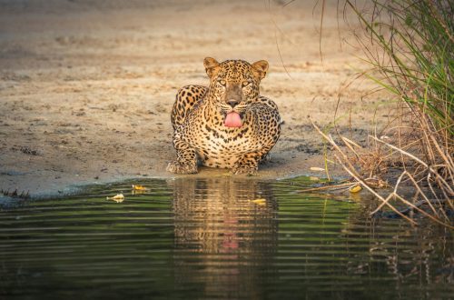 Safari au Sri Lanka : à la rencontre d’une faune préservée, loin des touristes