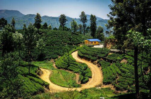 À la découverte des plantations de thé au Sri Lanka
