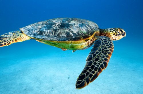 Observer les tortues au Sri Lanka : où les voir, quand y aller et comment vivre une expérience responsable