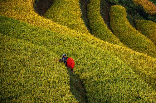 Randonnée et trekking au Vietnam : Les plus beaux itinéraires, du Nord sauvage aux jungles du Centre