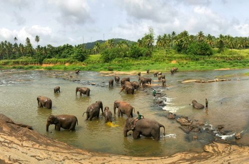 Éléphants au Sri Lanka Où les observer et quand partir ?