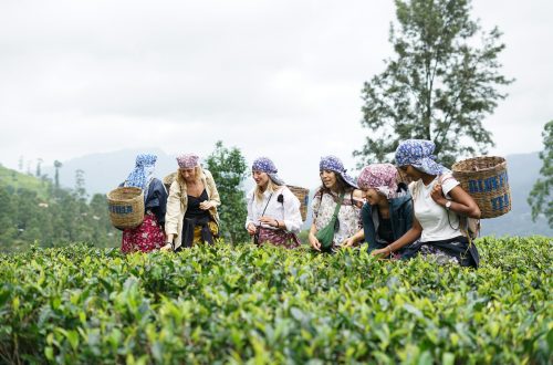 Plantations de thé au Sri Lanka : Régions, visites et expériences authentiques dans les Hautes Terres de Ceylan
