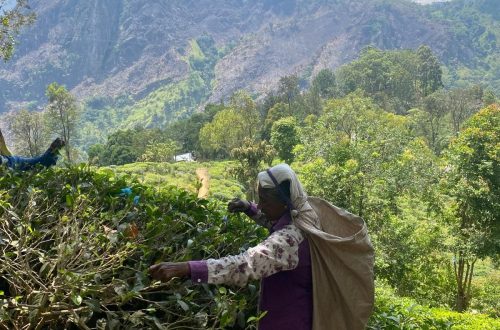 Sri Lanka culture et traditions : gastronomie, thé et artisanat