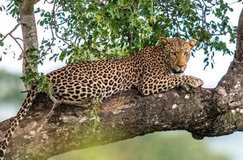 Où voir des léopards au Sri Lanka ? Le guide complet